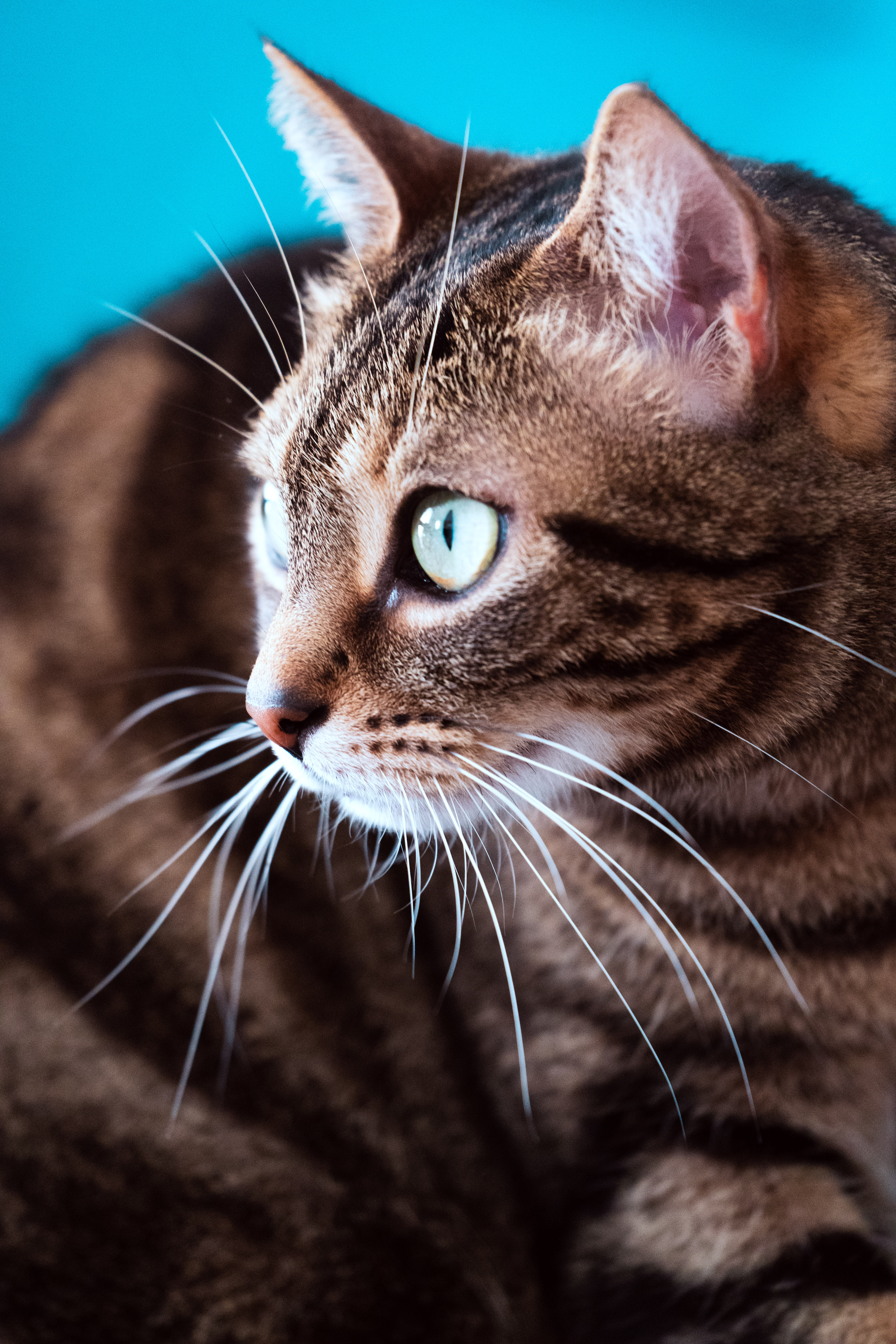 Chat européen aux yeux verts