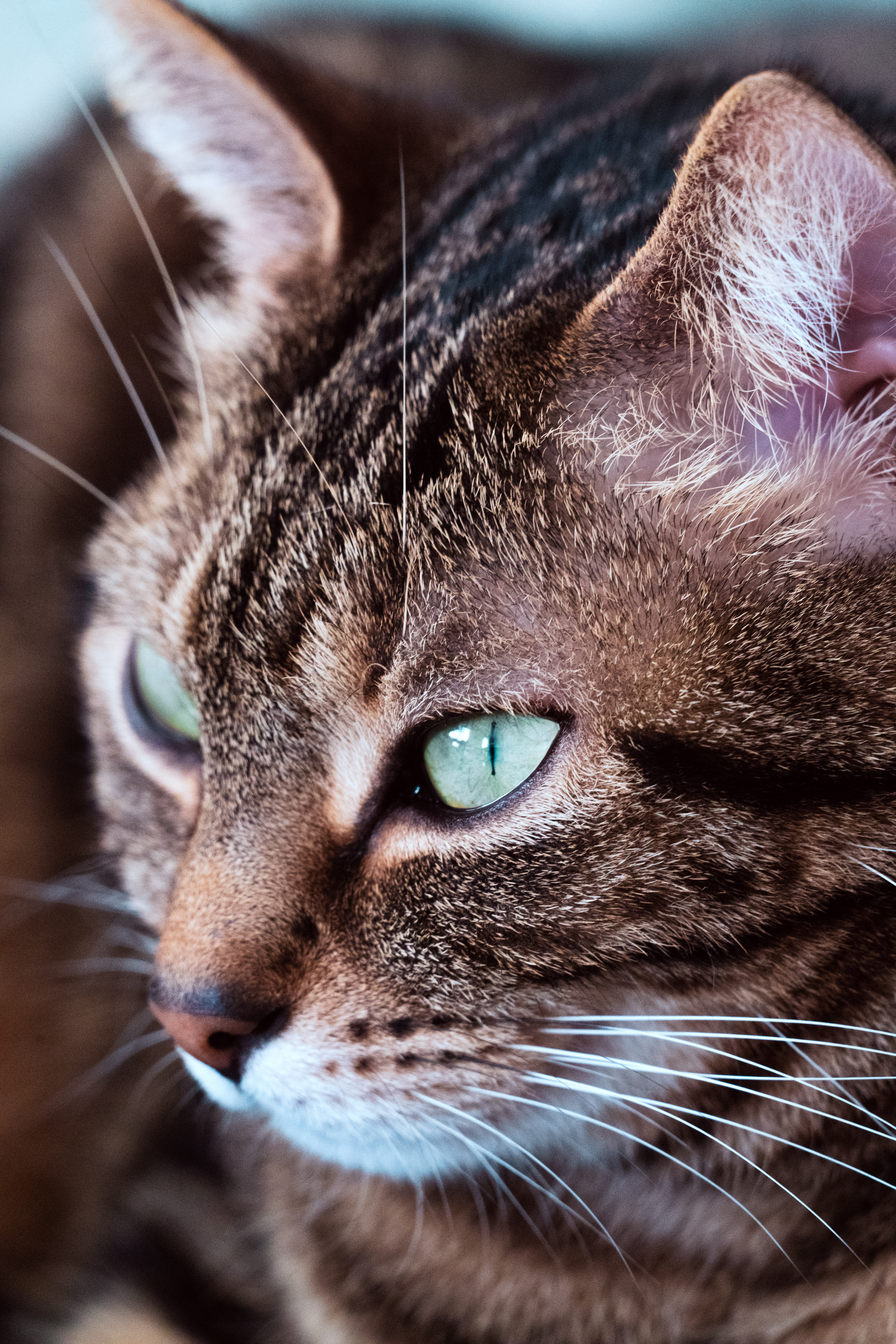 Gros plan de chat aux yeux verts