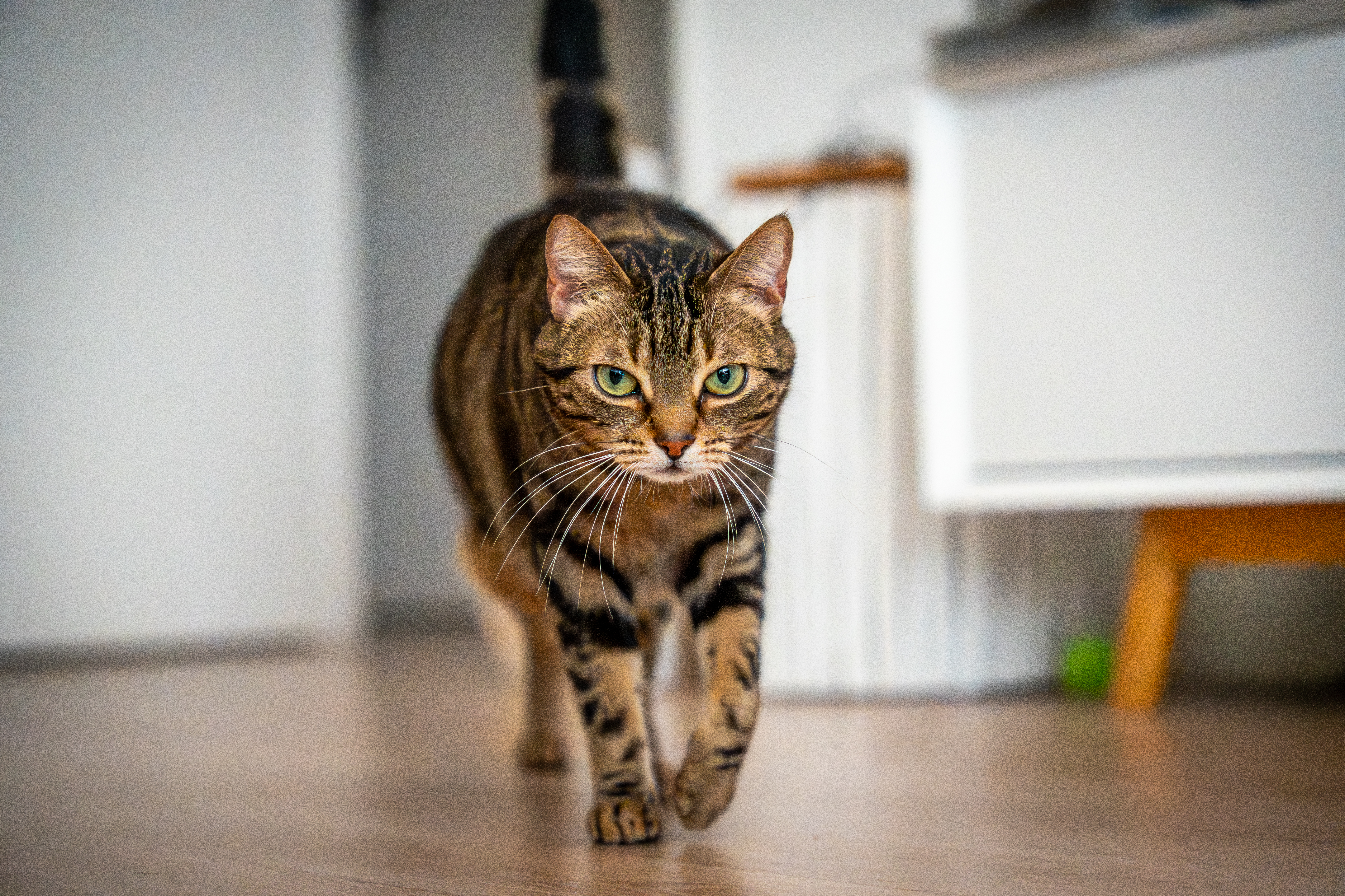 chat tigré qui marche